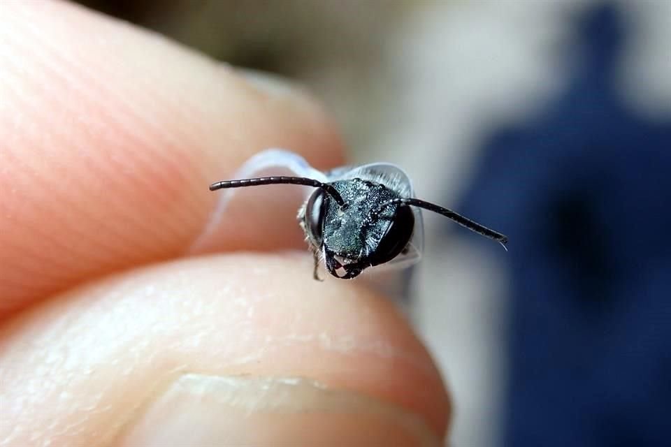 La abeja azul de calamintha, un insecto de color metálico, reapareció en Florida, Estados Unidos, tras años sin registrar observaciones.