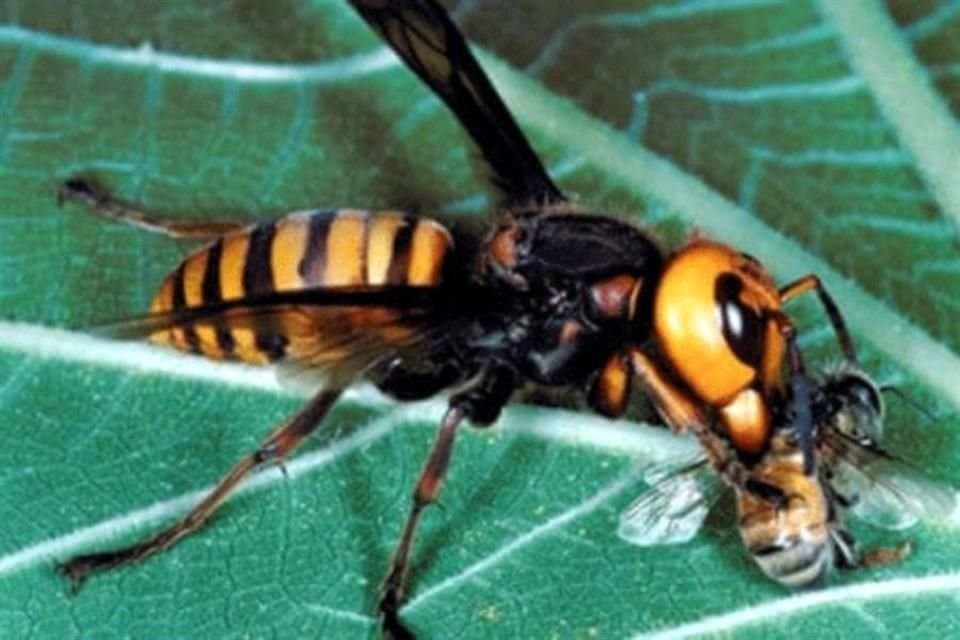 Es improbable la llegada de esta especie que puede matar 40 abejas melíferas por minuto, considera experto de la UNAM.