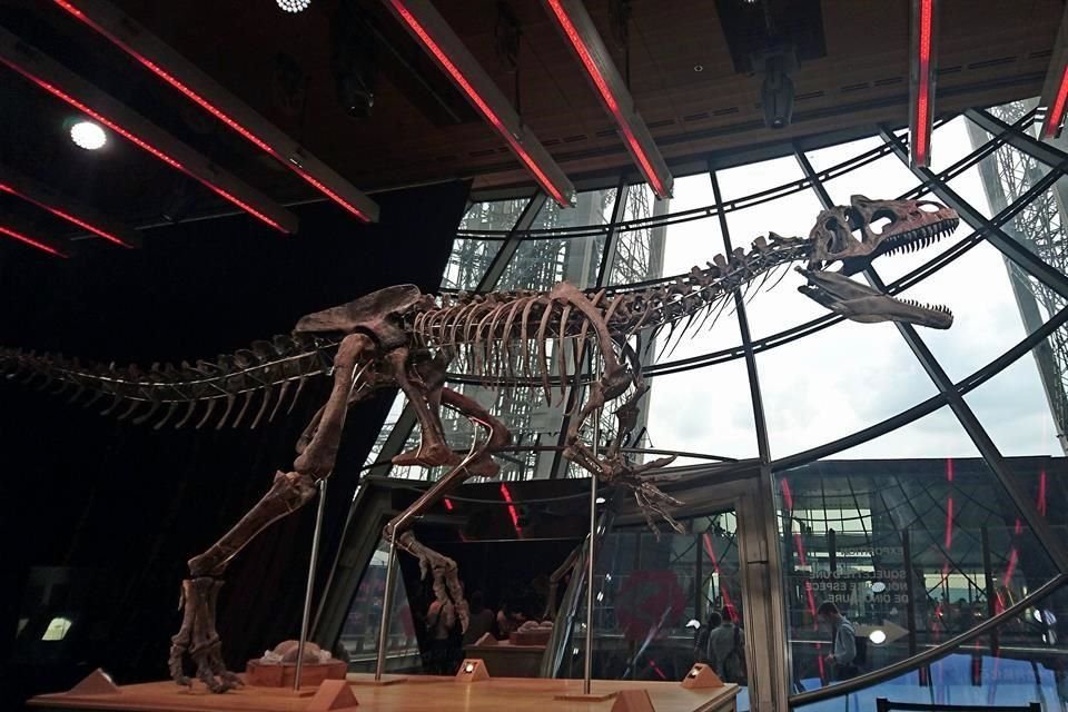 La osamenta tiene entre 152 y 157 millones de años, mide 8.7 metros de largo por 2.6 metros de alto, y fue descubierta en 2013.