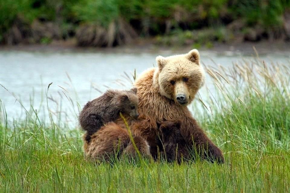 El Gobierno de Donald Trump revirtió la prohibición de cazar madres y cachorros de oso mientras hibernan en Alaska.