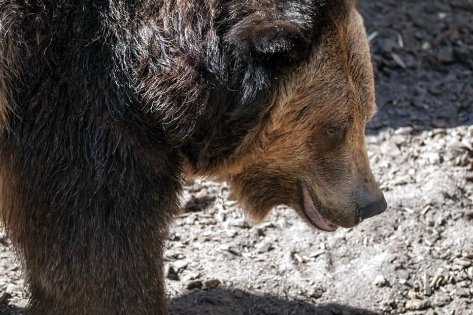 El Gobierno de Donald Trump busca permitir la caza de osos pardos en estaciones de cebo en Alaska.