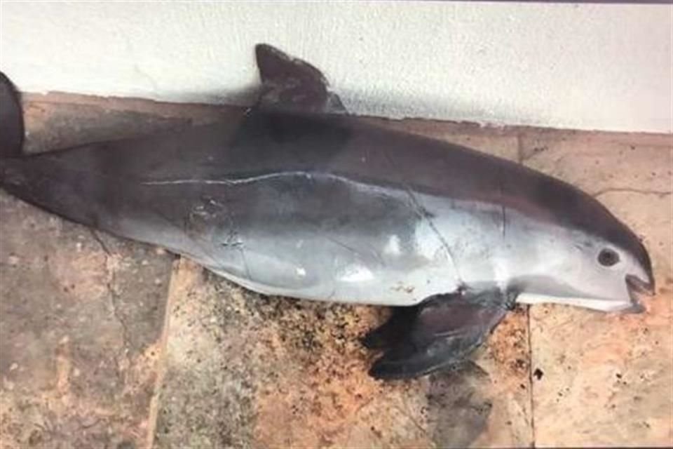 Una demanda busca que Estados Unidos sancione más a México por no detener la pesca ilegal, que causa la extinción de la vaquita marina.