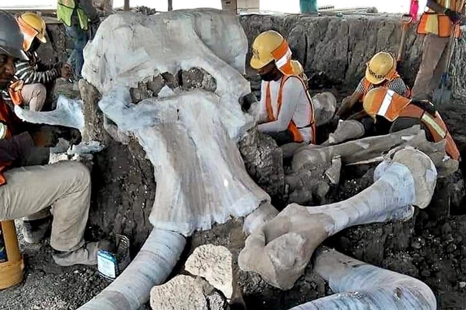 Se han hallado en Santa Lucía osamentas de 60 mamuts y restos de camélidos y bisontes, entre otra fauna del Pleistoceno.