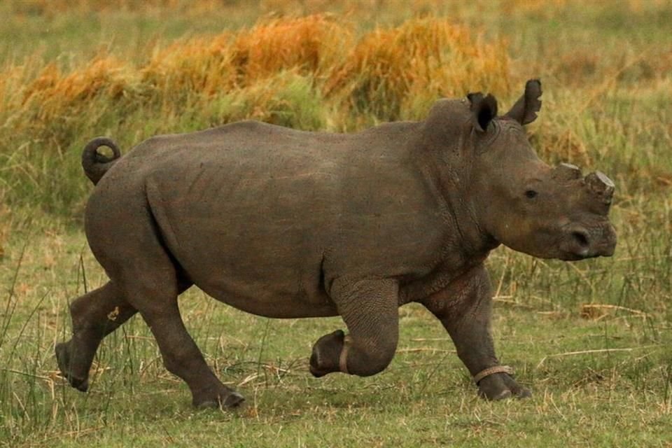 Botswana comenzó a retirar los cuernos de sus rinocerontes para que los cazadores furtivos pierdan interés en ellos.