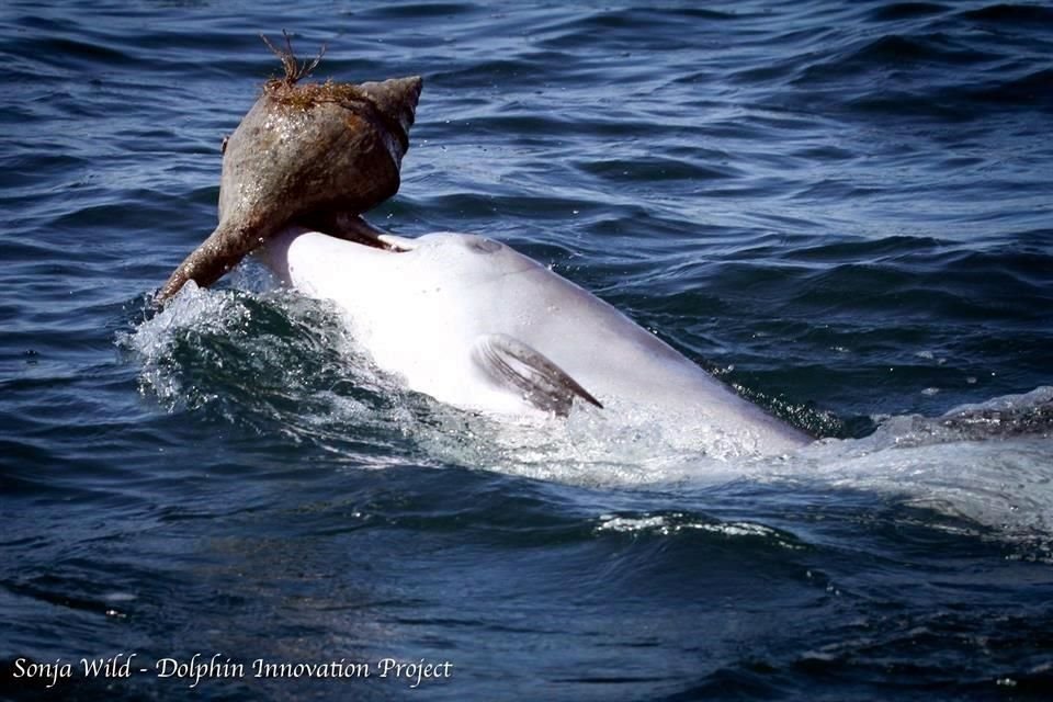 Los delfines pueden aprender a cazar no sólo de sus madres, sino también de sus compañeros, revela estudio.