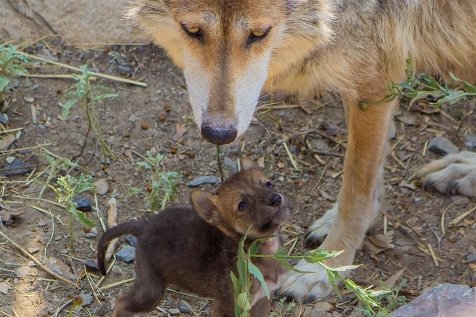 El Museo del Desierto presentó a su quinta camada de lobos mexicanos, una especie en peligro de extinción.