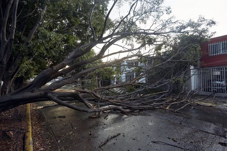 Este otro ejemplar cayó en Avenida Moctezuma, entre Patria y Clouthier.