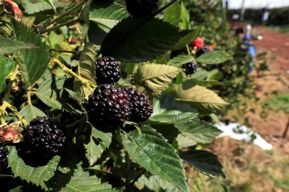 Son muy buscados los berries.