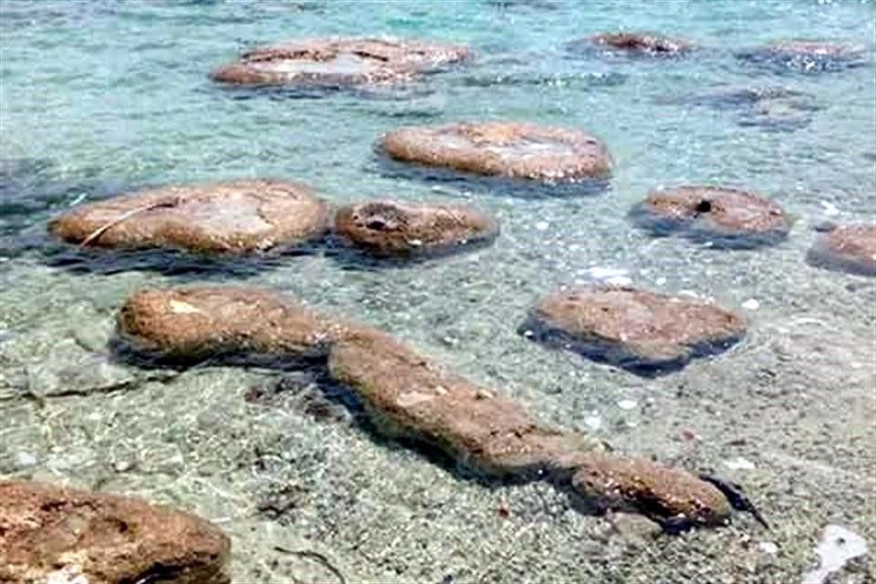La investigadora señaló que desde hace un trienio la ocupación hotelera es mayor al 85 por ciento durante todo el año, lo que ha acelerado el deterioro del entorno de la Laguna de Bacalar.
