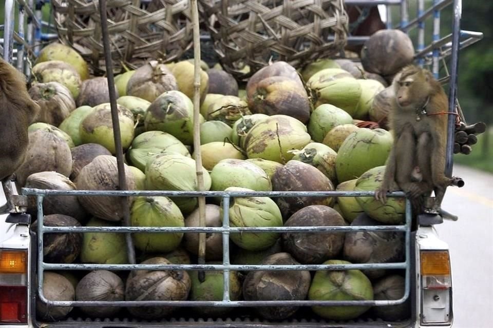 Activistas promueven la prohibición de productos de coco de Tailandia porque aseguran que industria fomenta la explotación de monos.