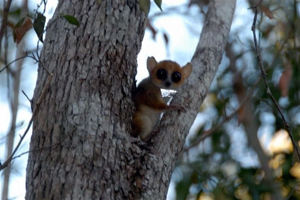 El lémur ratón de Berthe es el primate más pequeño del mundo.
