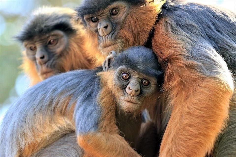 Los colobos rojos son los monos más amenazados de África.