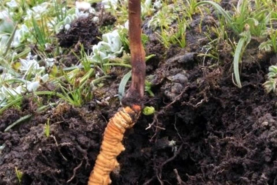 El hongo cordyceps es el principal medio de subsistencia de miles de personas.