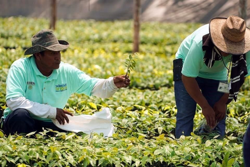 María Luisa Albores reconoció en enero que no alcanzaron la meta de colocar en tierra 575 millones de plantas.