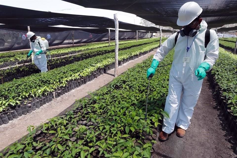 Para 2020, el Gobierno asegura que ha llegado a la meta de 430 mil sembradores, a quienes se les descuentan mensualmente 215 millones de pesos.