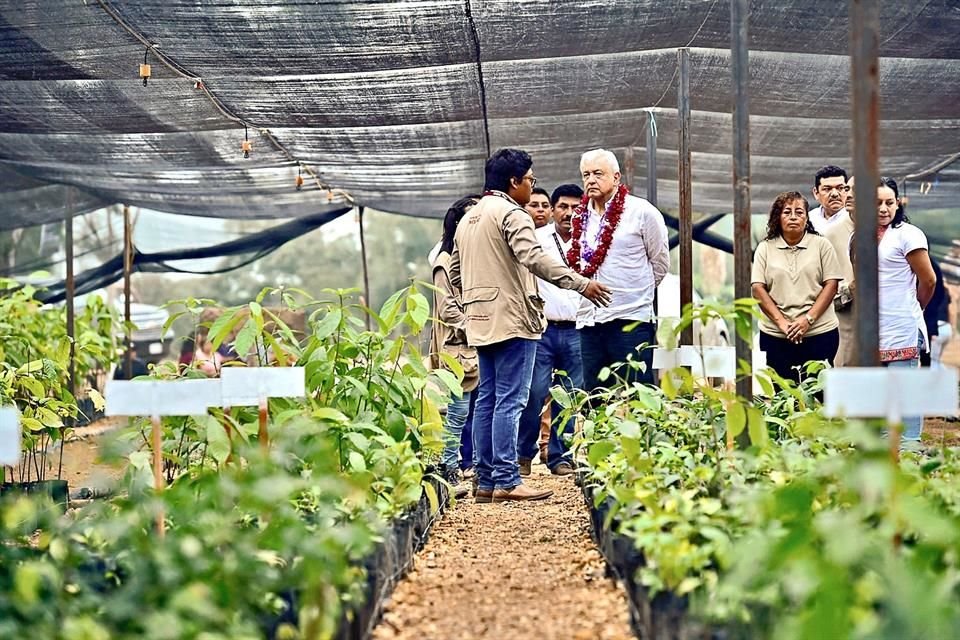 El Presidente supervisando el programa Sembrando Vida.