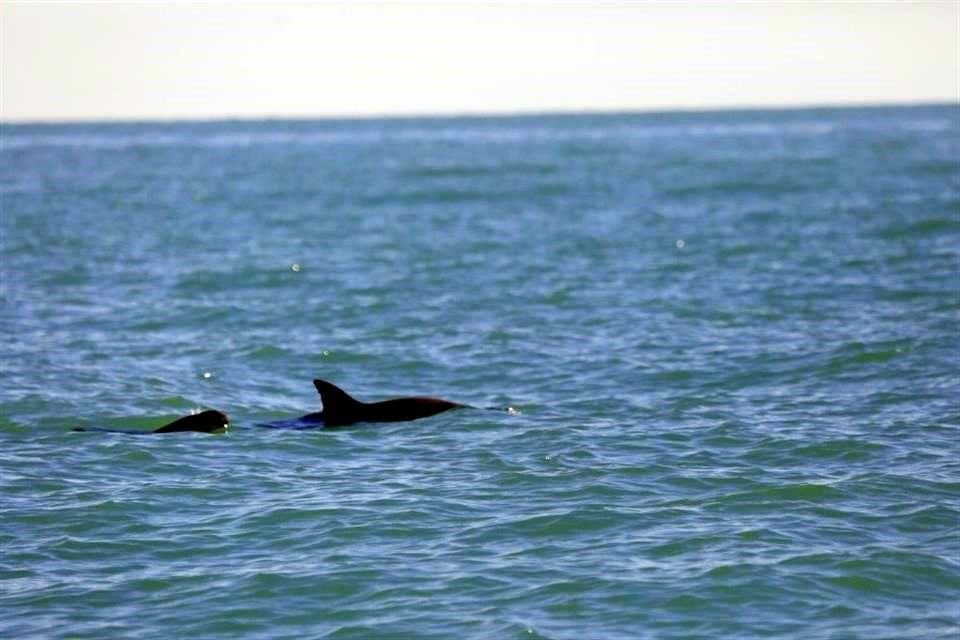 El año pasado, cerca de nueve vaquitas marinas fueron observadas en su hábitat durante dos expediciones.