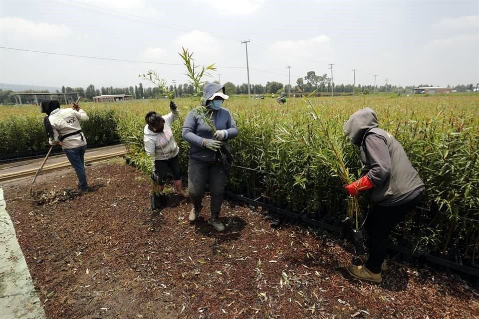 El Reto Verde de sembrar este año 10 millones de plantas y árboles, tiene su origen en el vivero de San Luis Tlaxiatemalco, operado por Sedema.