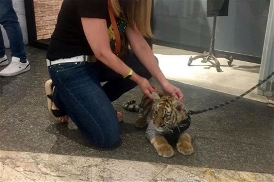 Luego de que una mujer paseó a un tigre cachorro en Plaza Antara, en Polanco, el lugar será apercibido por la Miguel Hidalgo, para detallar el incidente.