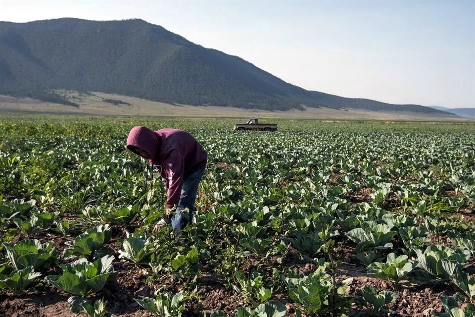 El funcionario informó que para el año agrícola 2023, que concluyó en marzo de 2024, la producción agrícola se ubicó en 271.8 millones de toneladas.