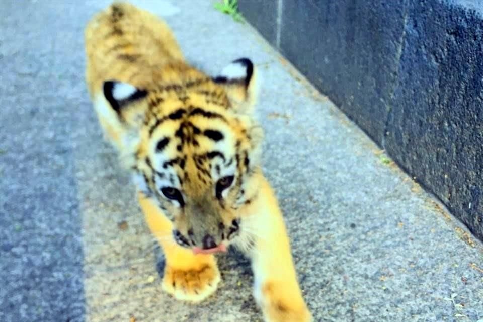 La Profepa aseguró un ejemplar de tigre de bengala, en el Estado de México.