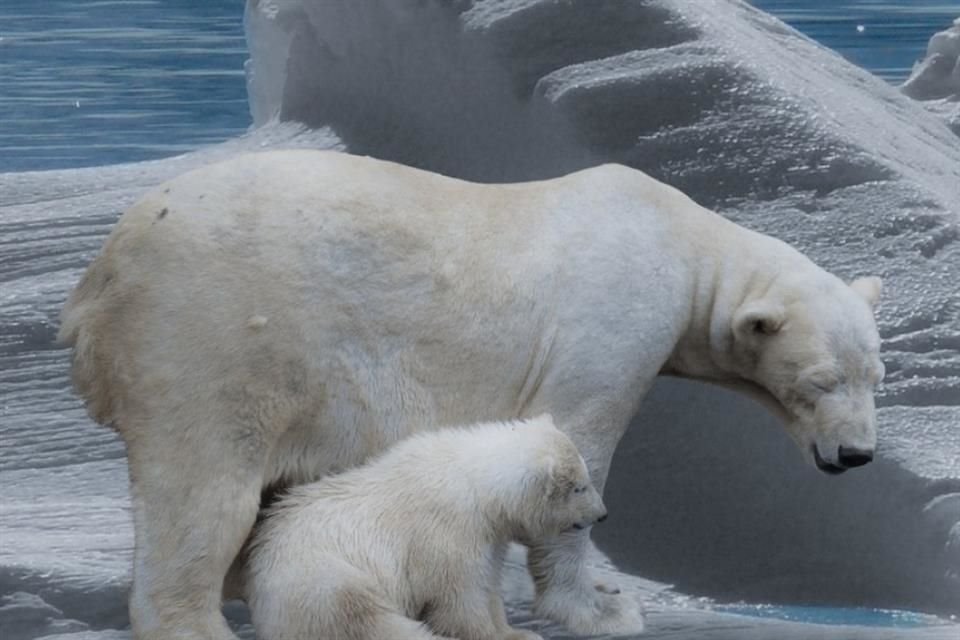 El hielo marino del Ártico alcanzó su segundo nivel más bajo en la historia el pasado 15 de septiembre, advierten científicos.