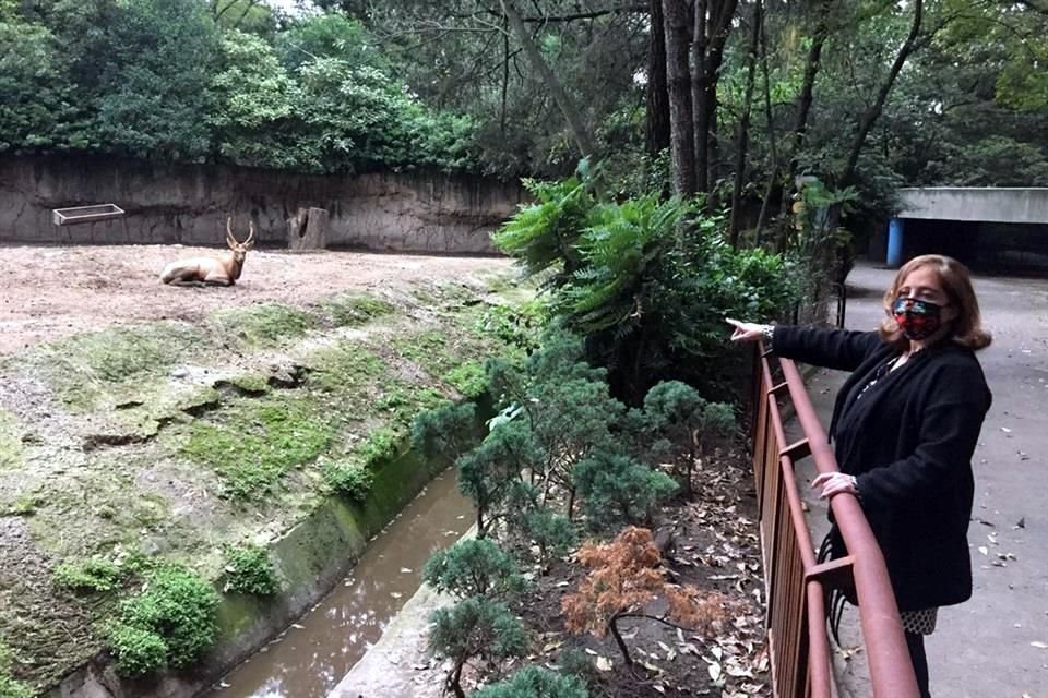 Después de un año cerrados por la pandemia, los zoológicos de Chapultepec, Aragón y Los Coyotes reabrirán la próxima semana