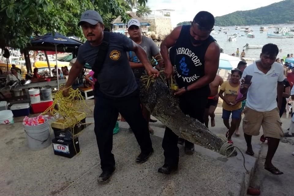 Buzos se quejaron que el animal no los dejaba hacer su actividad.