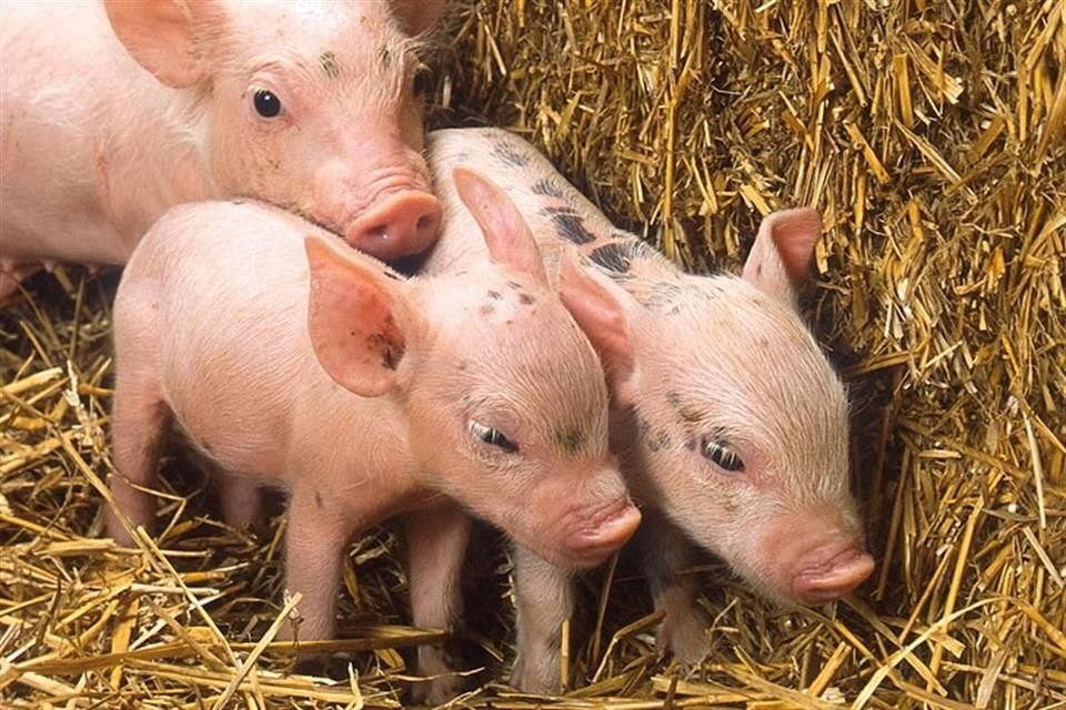 Cada 1 de noviembre se celebra el Día Mundial del Veganismo con el fin de concientizar a las personas sobre la explotación de los animales.