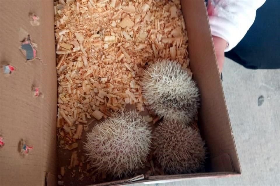 Erizos africanos decomisados.