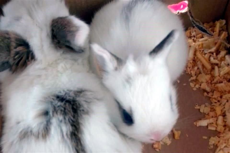 Conejos lop decomisados.