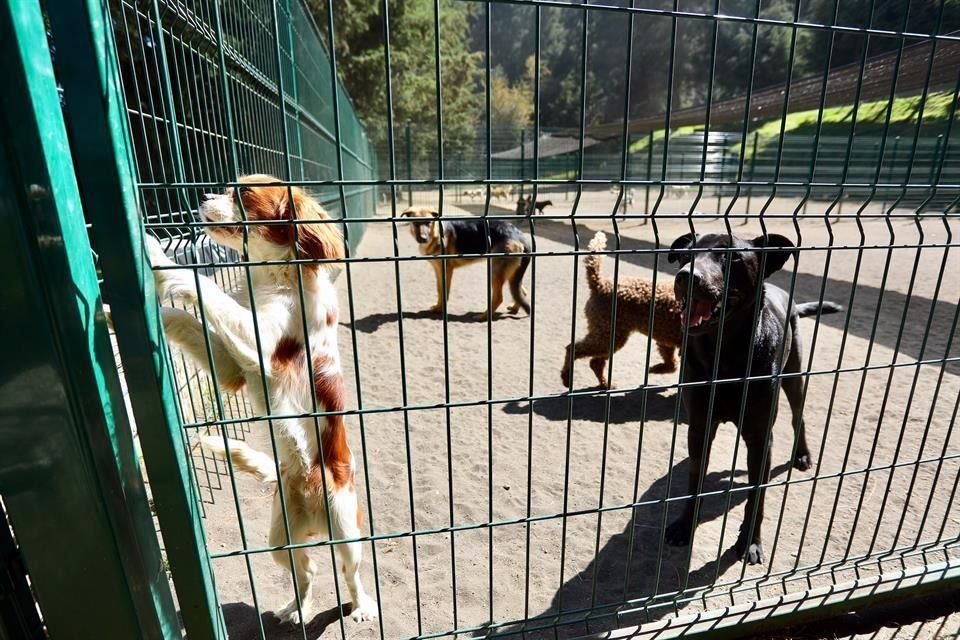 recibes las cenizas de tus perros después de la cremación