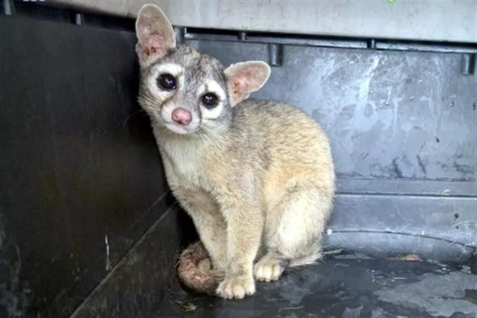 Una de las causas de denuncia es la crianza de ejemplares sin permiso.