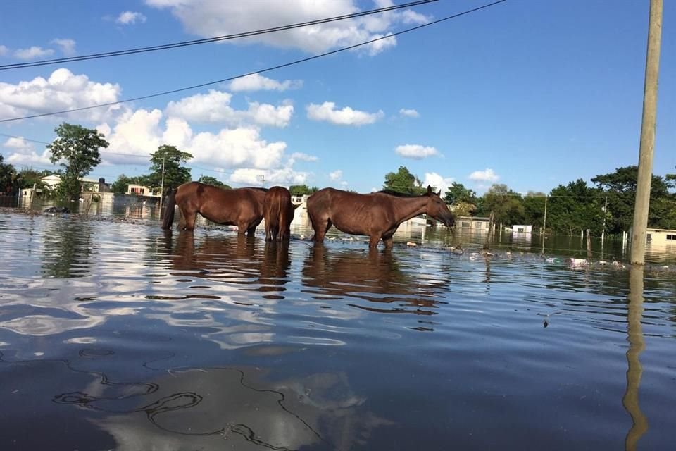 Caballos beben agua del Grijalva en donde antes solía haber una calle.