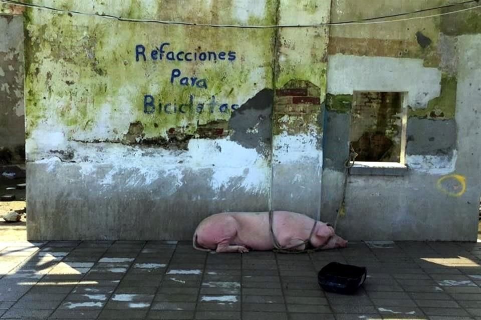 Los animales, único sustento de muchas personas del pueblo, son resguardados en zonas altas para evitar su muerte.