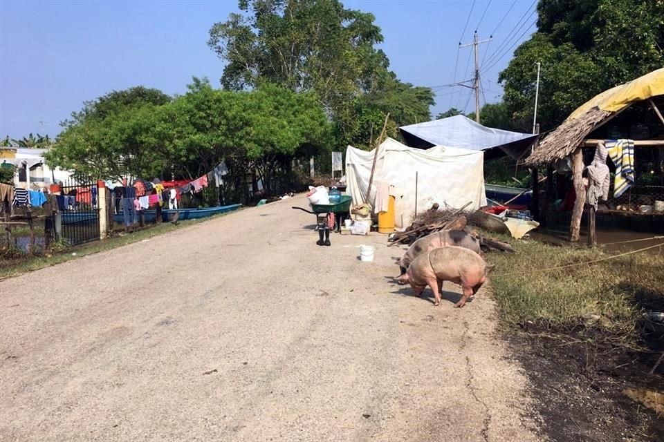 Los animales de los pobladores se encuentran amarrados a la orilla del camino.