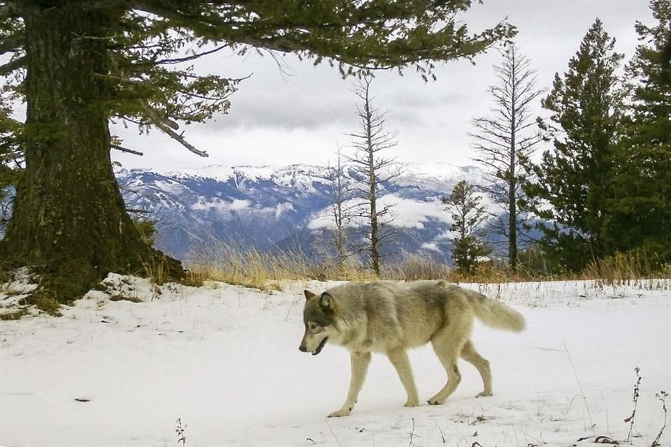 El lobo gris perdió su protección como especie amenazada en Estados Unidos, por lo que activistas temen que se restablezca su cacería.