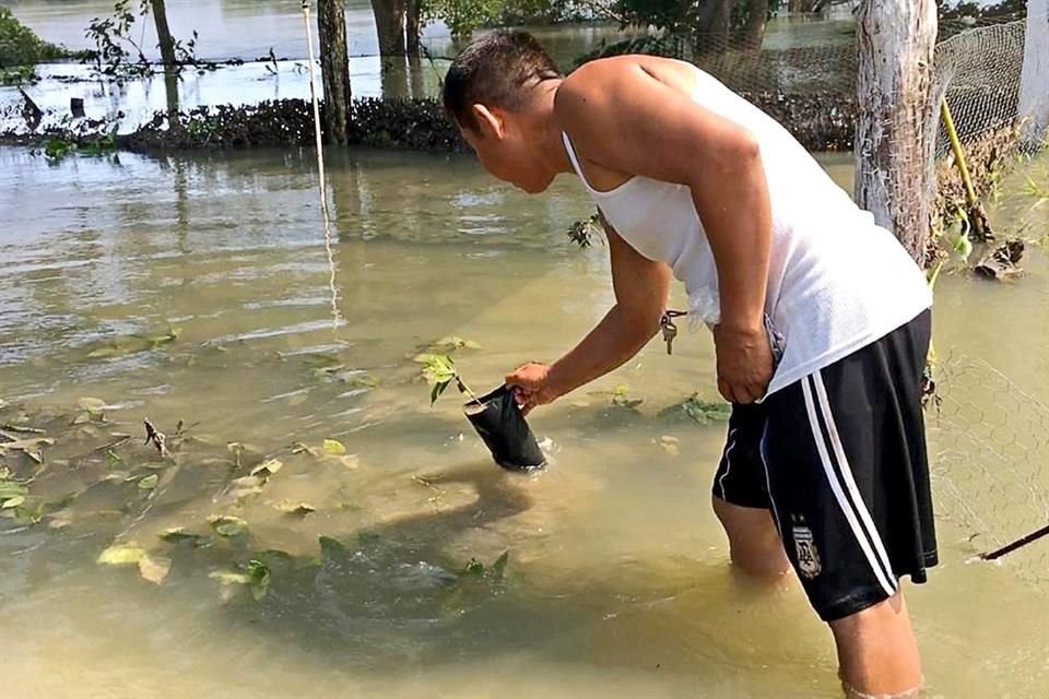 Las bolsitas de las plantas del programa de siembra de árboles frutales quedaron bajo el agua.