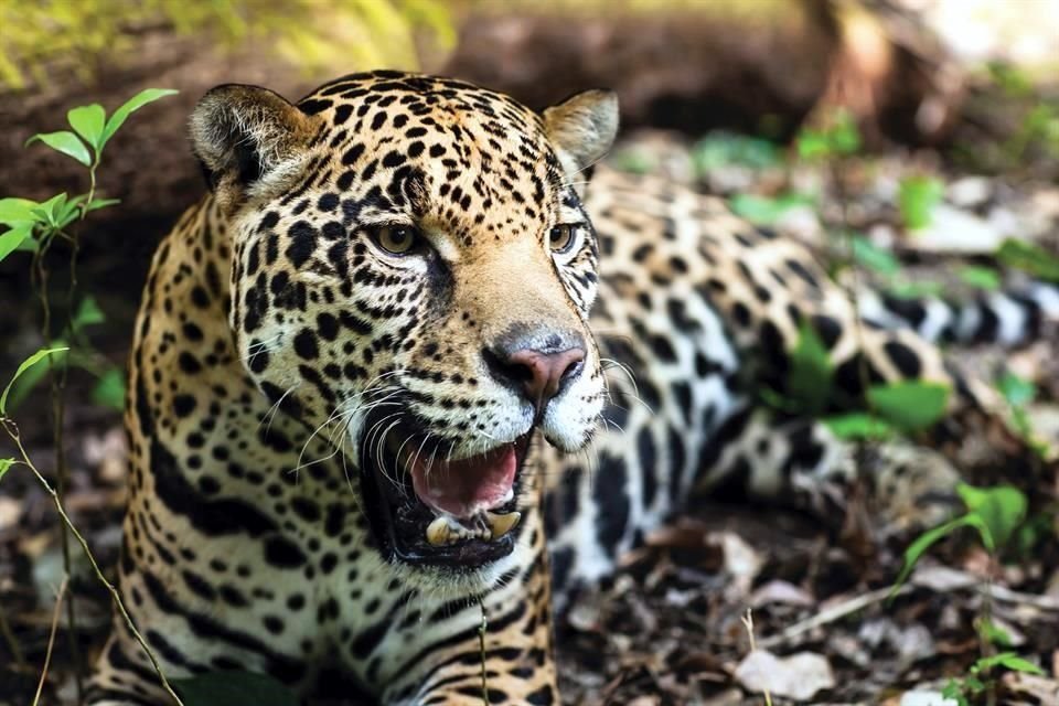 México tiene una población de 4,800 jaguares en vida silvestre, lo que representa un aumento de 20% en relación a los datos reportados en 2010.