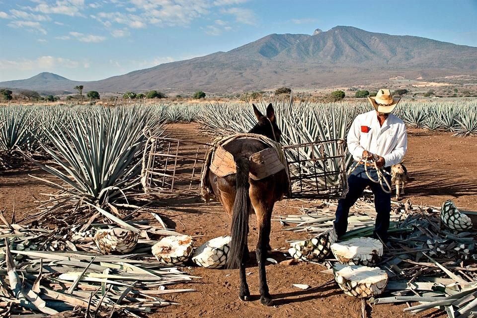 Paisaje agavero de Tequila, Jalisco. 