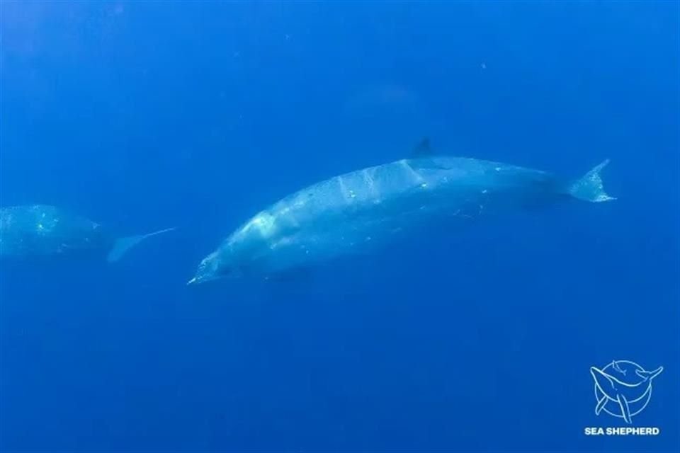 Expertos que realizaron una expedición en las islas San Benito detectaron una nueva especie de ballena en la costa occidental de México.