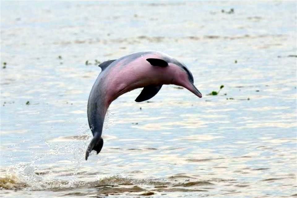 El tucuxi, un delfín de agua dulce del Amazonas, ahora está amenazado.