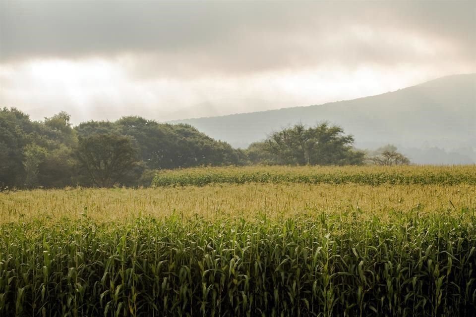 Se estima que la producción de maíz cierre el año en 28 millones 294 mil toneladas, 3.9% más que en 2019.