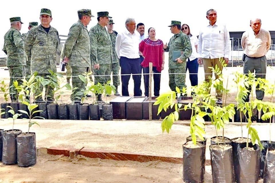 Anunciado por el Gobierno como 'el programa de reforestación más grande del mundo' Sembrando Vida se quedó corto en el número de plantas que recibiría en 2019.
