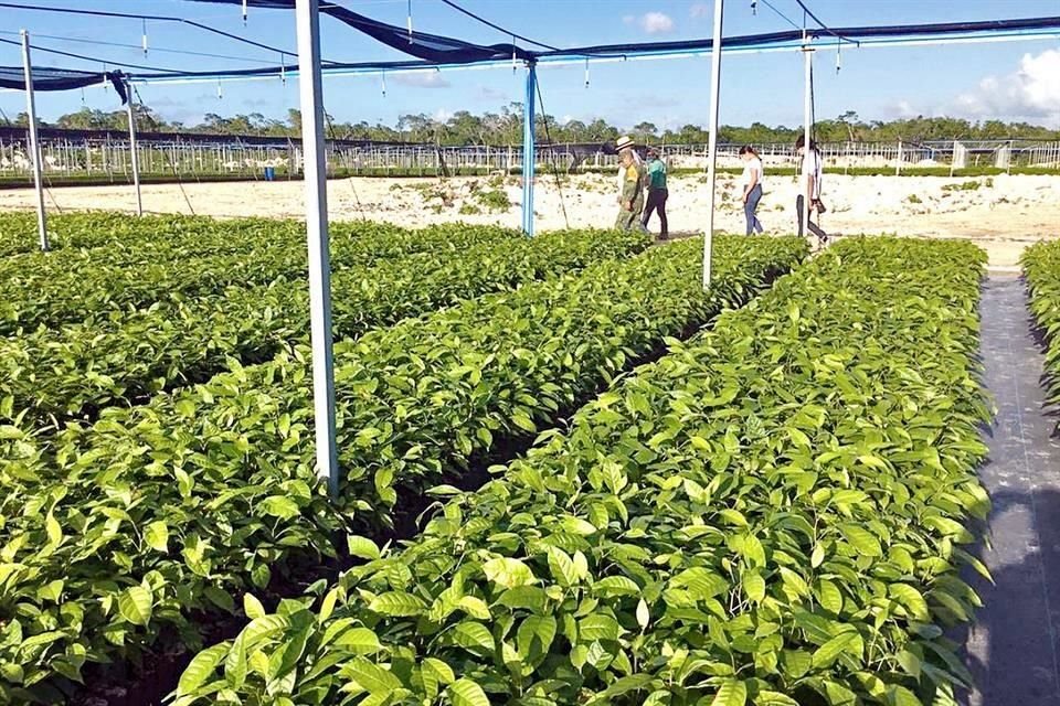 Sembrando Vida fue puesto en marcha en esta Administración como estrategia de combate a la pobreza rural.