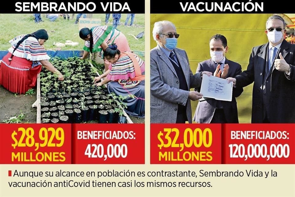 El Gobierno invertirá 28,929 mdp en 'Sembrando Vida' durante 2021, lo equivalente al 90% de los recursos para las vacunas contra Covid-19.