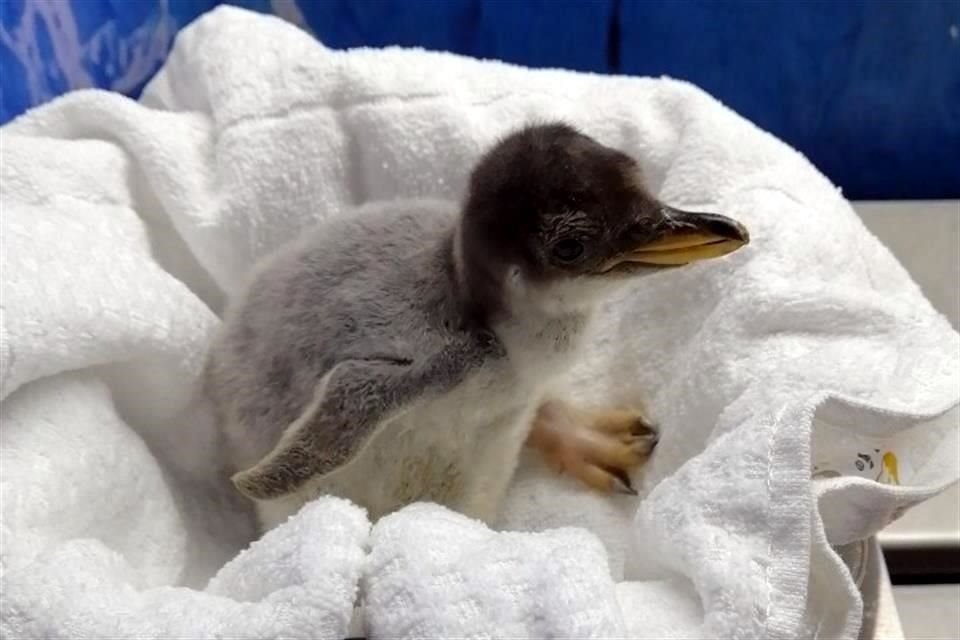 Ale vivirá en el acuario Inbursa, donde ya hay otras especies similares.