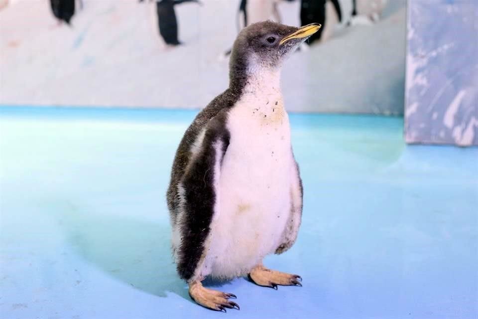 Un mes después de resguardar el nido, nació 'Ale', llamado como Alejandro Nasta, el fundador del acuario Inbursa.