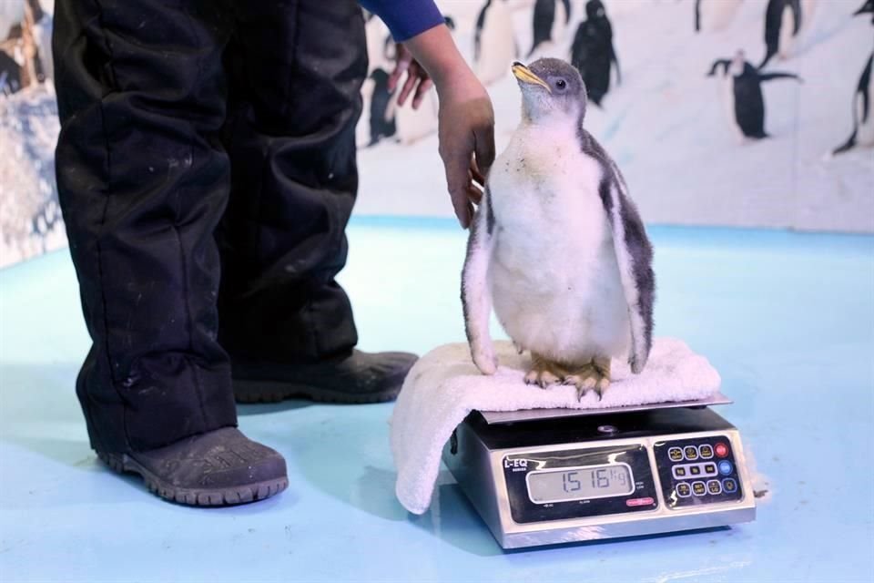 Al nacer, pesó 80 gramos y midió 12 centímetros, aunque se espera que en tres meses tendrá 8 kilos y 75 centímetros de altura.