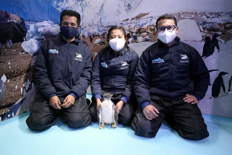 Todo el proceso para gestar a Ale fue supervisado por especialistas del acuario.